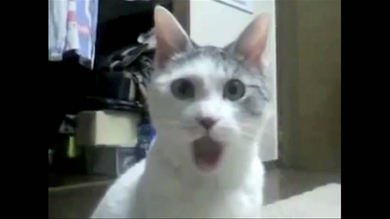 omg cat